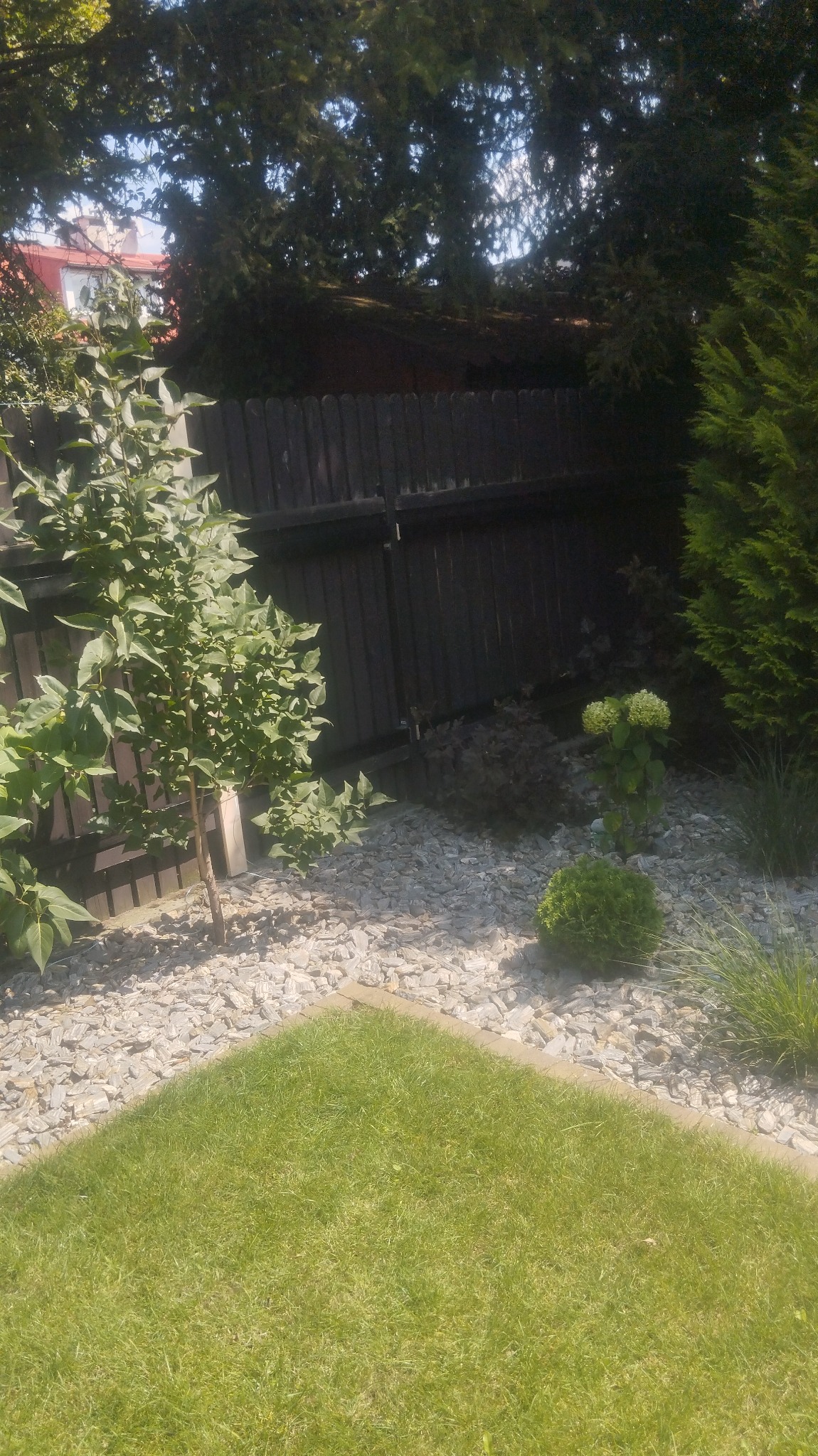 Ogród z trawnikiem, białymi kamieniami, młodymi drzewami i ciemnym drewnianym ogrodzeniem w tle.