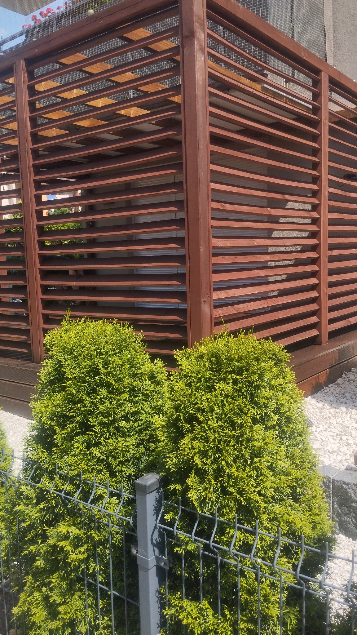 Drewniana pergola w kolorze brązowym z poziomymi listwami, widoczna zza ozdobnych krzewów iglastych za metalowym ogrodzeniem.