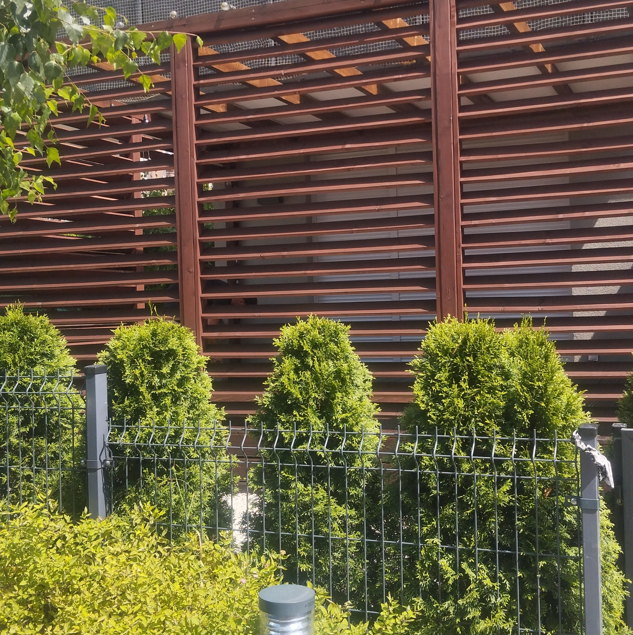 Nowoczesna drewniana pergola z poziomymi listwami w kolorze brązowym, za którą widać fragment budynku, a przed nią rząd zielonych, kulistych krzewów za metalowym ogrodzeniem z siatki.