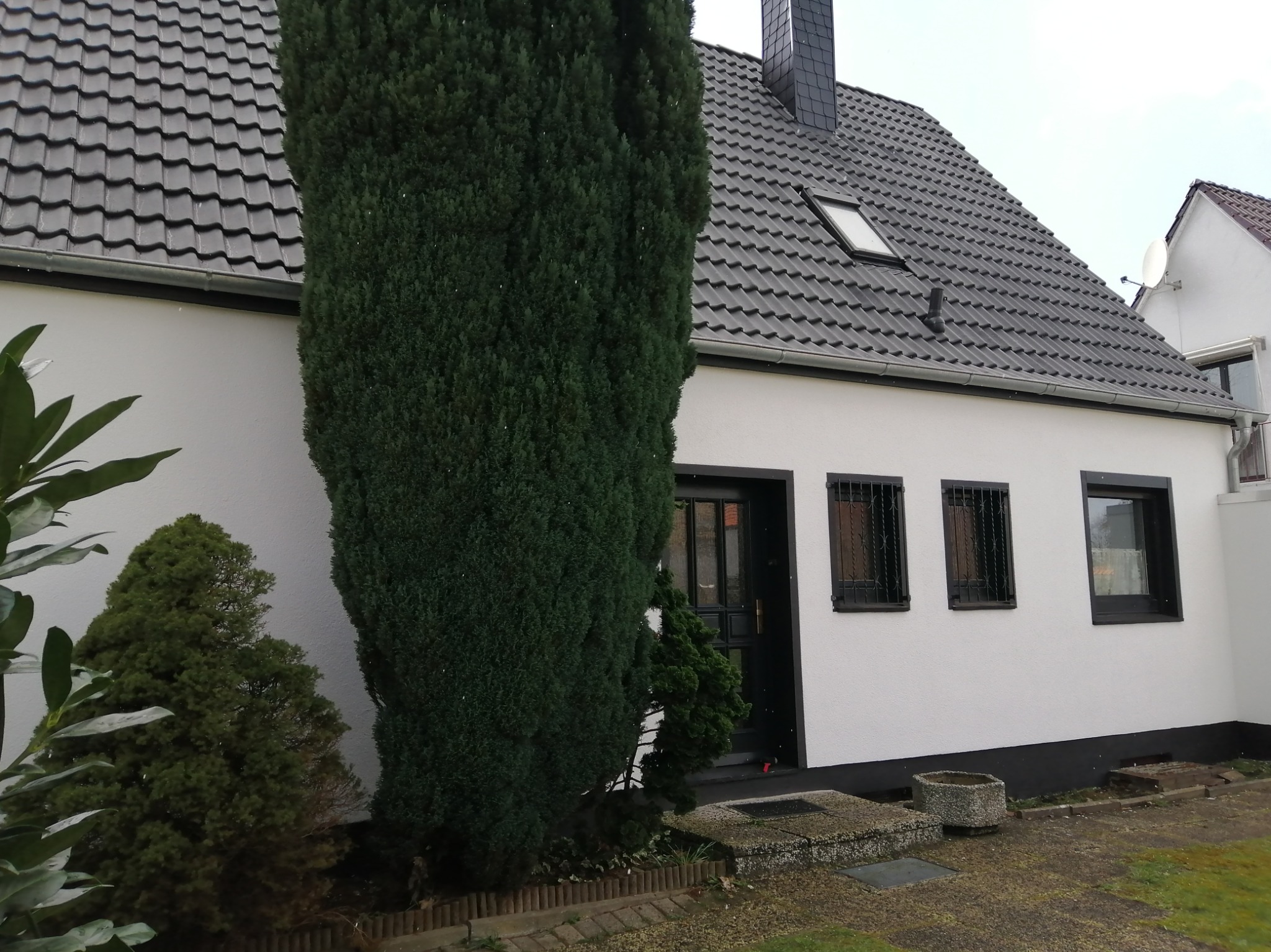 Biały dom z czarnym dachem krytym dachówką, czarnymi oknami z kratami i dużą, ciemnozieloną kolumnową rośliną iglastą zasłaniającą część fasady.