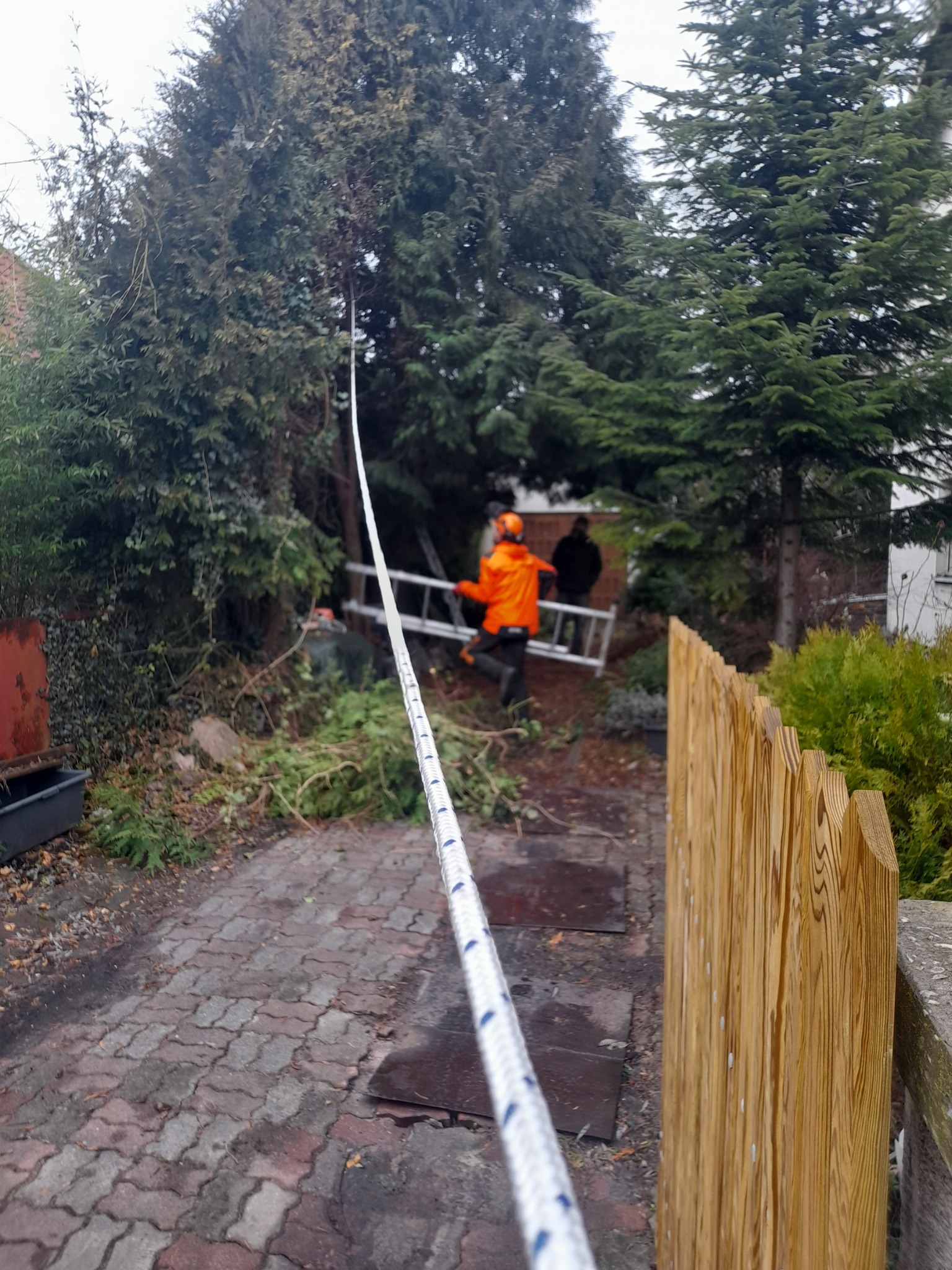 Praca przy wysokich drzewach: widoczna lina, pracownik w pomarańczowej kurtce z drabiną w tle, teren po wycince gałęzi, drewniany płot w pierwszym planie.