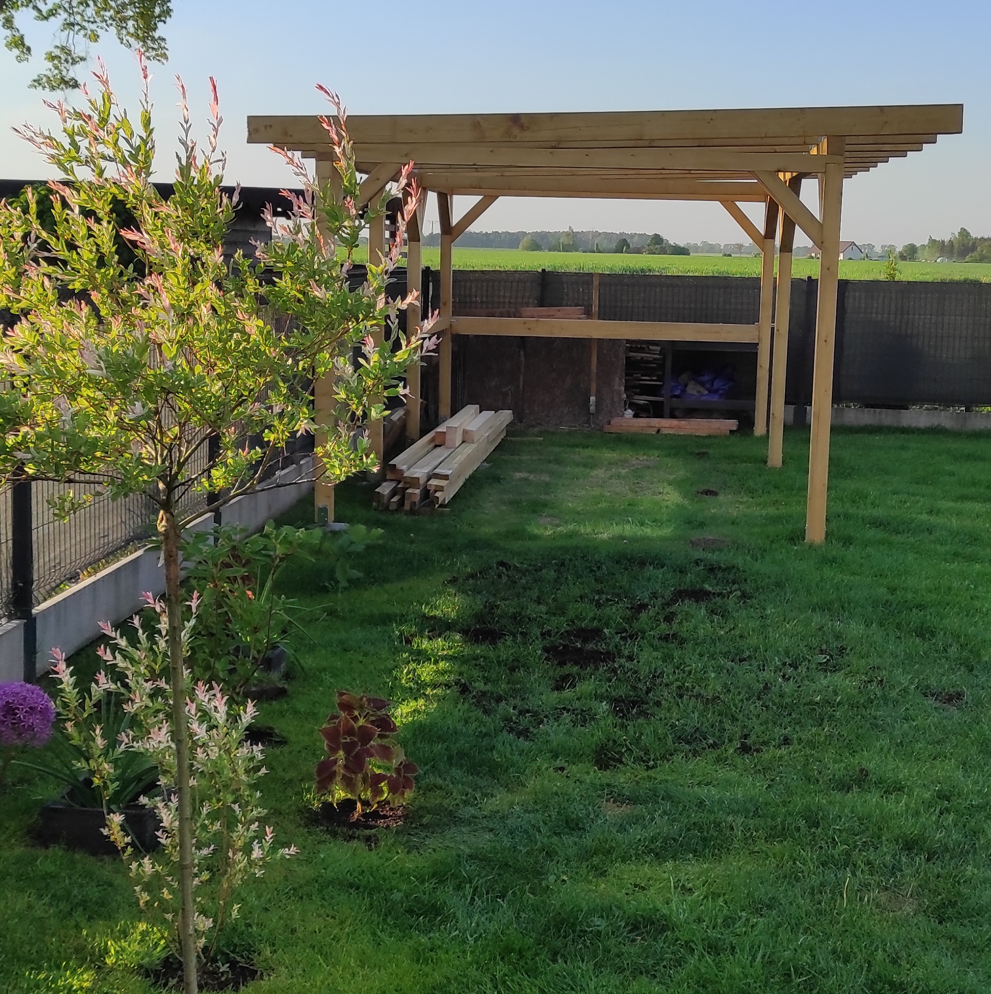 Wczesny etap budowy drewnianej altany w ogrodzie, widoczne drewniane elementy konstrukcyjne, trawnik i drzewo ozdobne z różowymi końcówkami liści.