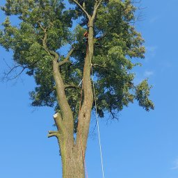 Arbor Leaf PRO - Najwyższej Klasy Wycinanie Drzew Oświęcim