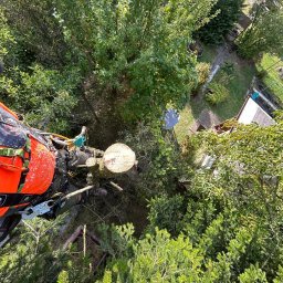 Wycinka drzew Oświęcim 1