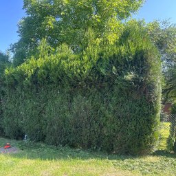 Wycinka drzew Oświęcim 3