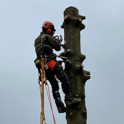 Arbor Leaf PRO - Wycinka Drzew Oświęcim