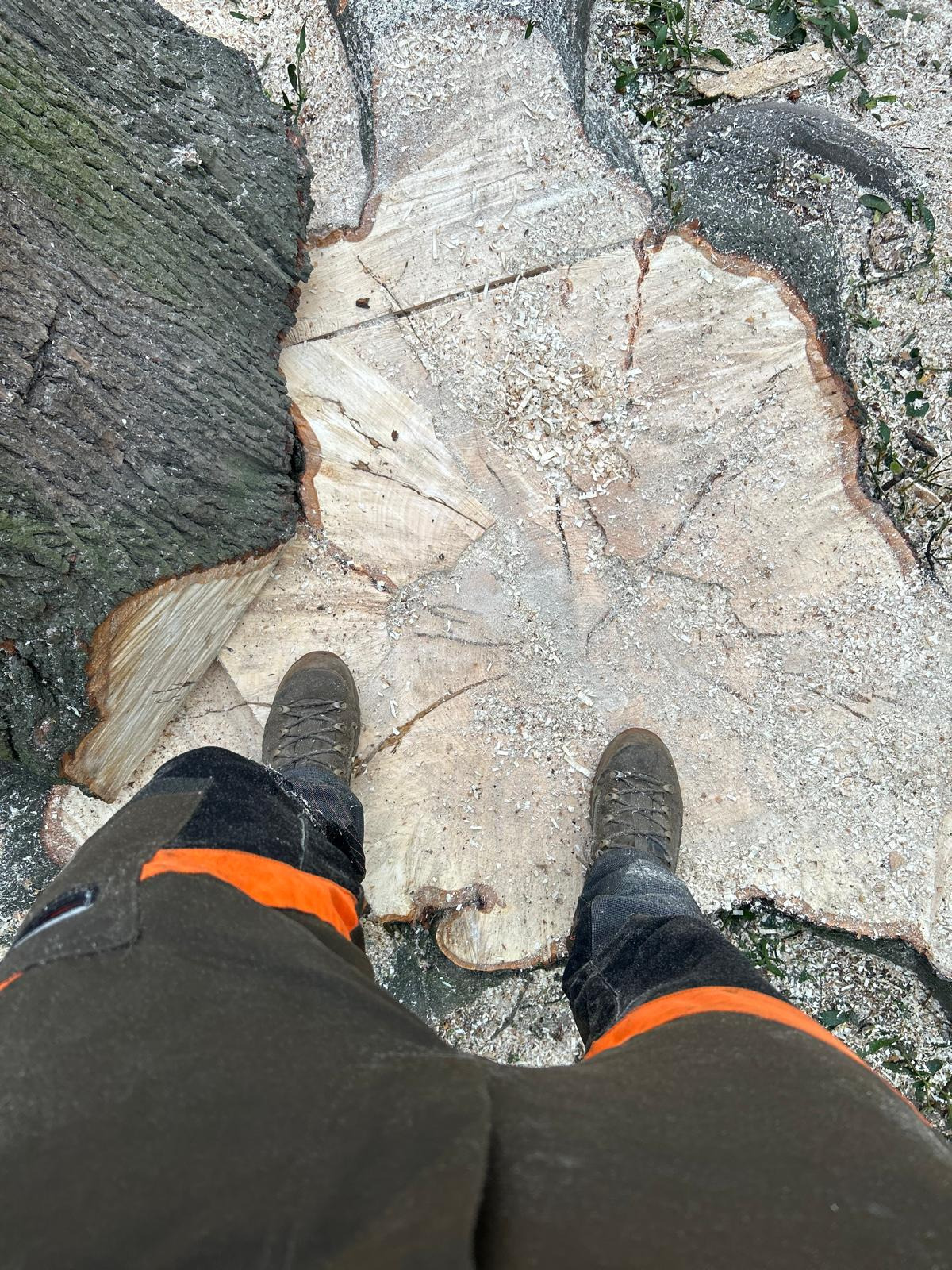 Widok z góry na pień ściętego drzewa pokryty wiórami, z fragmentem pnia z korą po lewej stronie i nogami pracownika w spodniach ochronnych z pomarańczowymi wstawkami oraz brązowymi butami roboczymi.