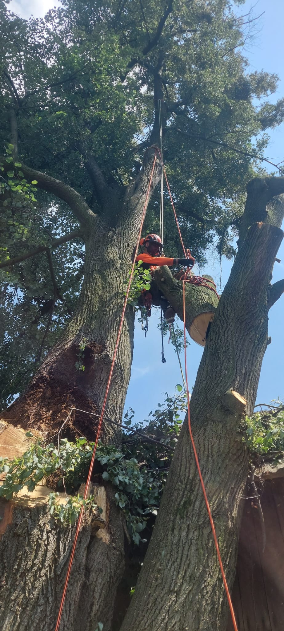 Arborysta w kasku i uprzęży, zawieszony na linach, tnie grubą gałąź drzewa piłą spalinową; widoczne świeżo ścięte pnie i zielone liście na tle błękitnego nieba.