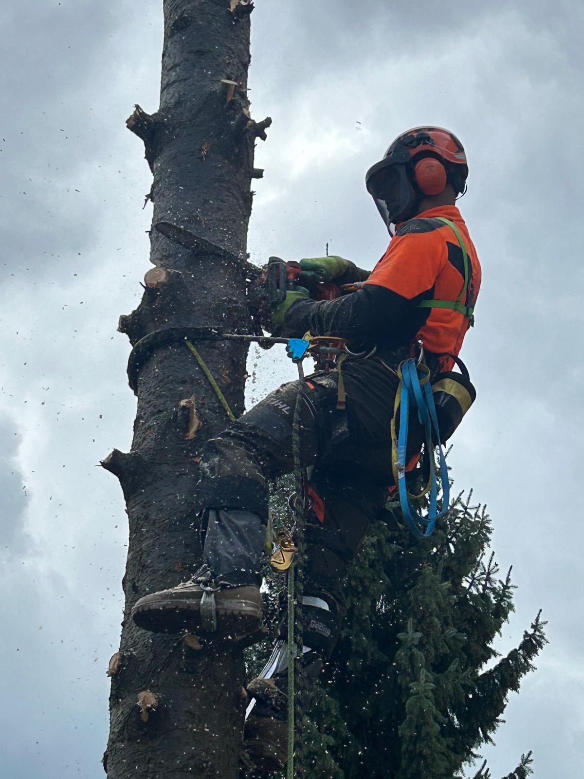 Arborysta w pomarańczowej koszuli zawieszony na linie tnie piłą spalinową gruby pień drzewa, w tle pochmurne niebo.