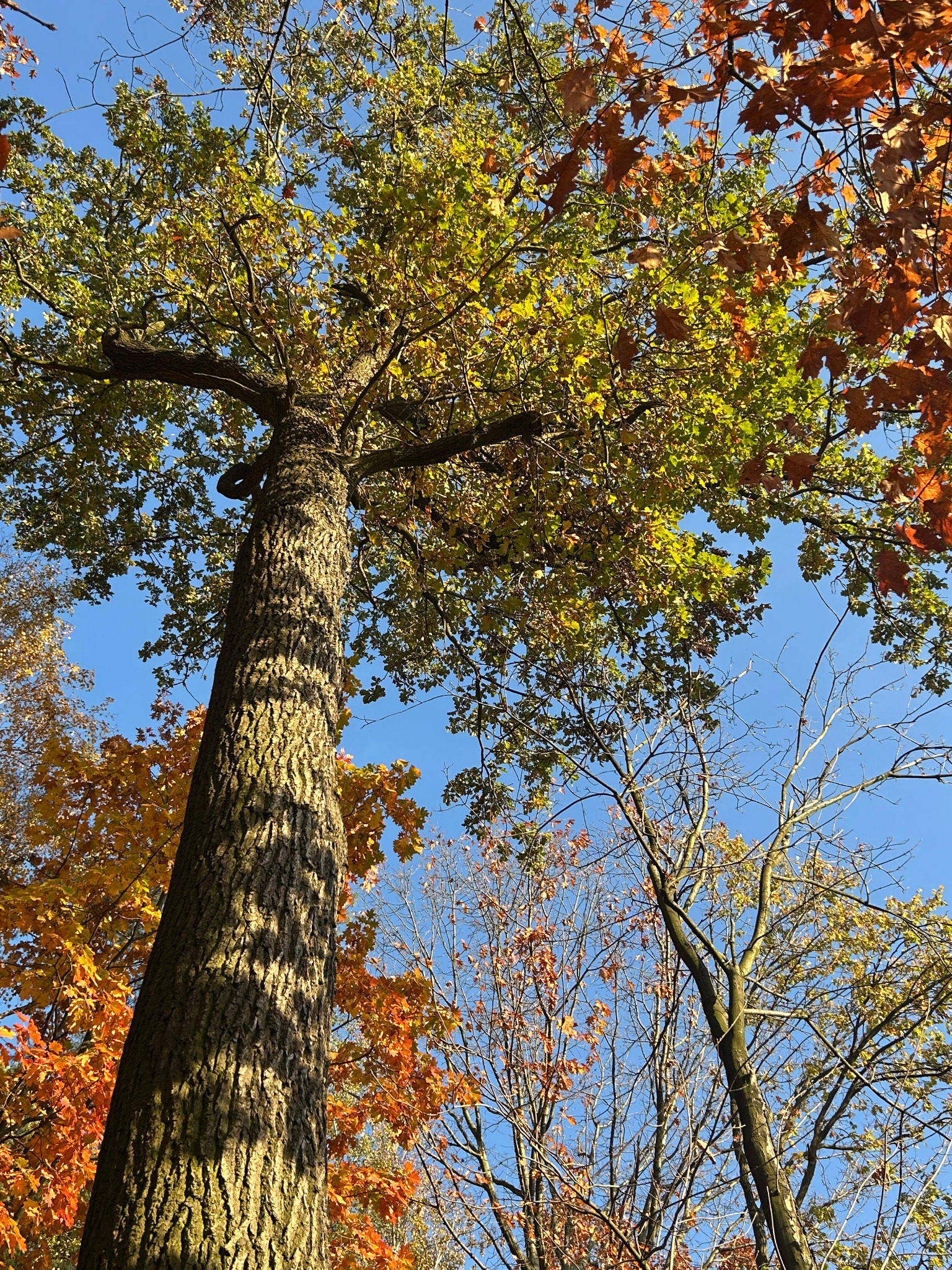 Wysoki, gruby pień drzewa z szorstką korą, widziany z dołu, otoczony jesiennymi liśćmi w odcieniach zieleni, żółci i pomarańczy na tle błękitnego nieba.