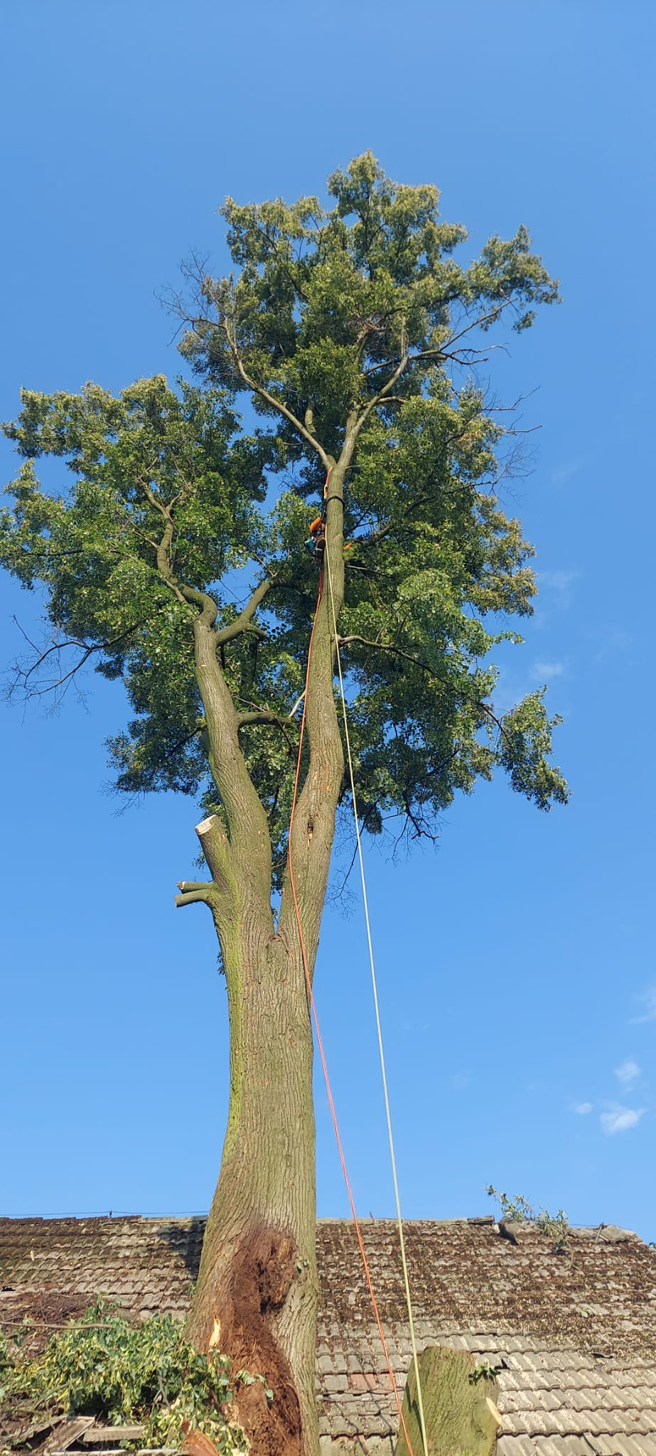 Arborysta na drzewie zabezpieczony linami, w trakcie przycinania gałęzi, z widocznymi świeżo obciętymi konarami, na tle błękitnego nieba i fragmentu dachu budynku.
