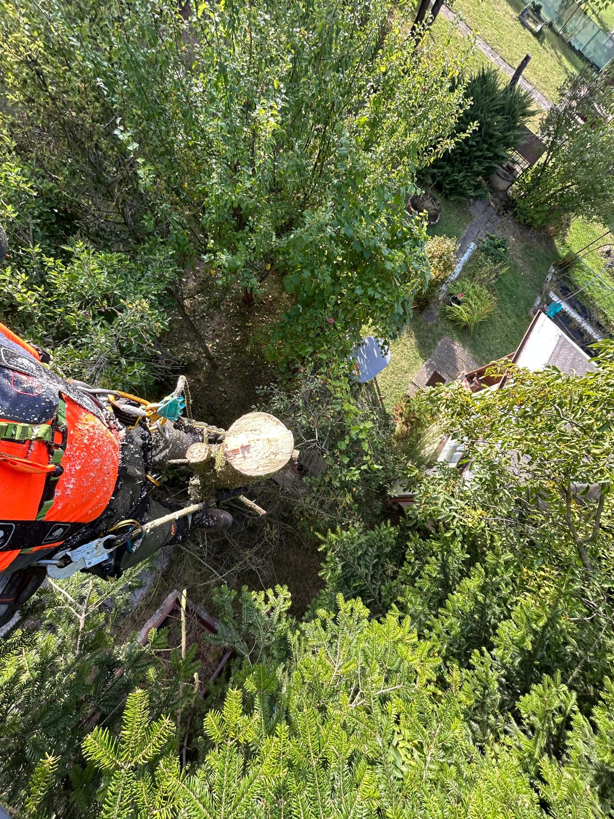 Widok z góry na ścięte drzewo w ogrodzie, z pracownikiem w pomarańczowym kombinezonie i sprzętem do arborystyki. Świeży przekrój pnia, zielone otoczenie.