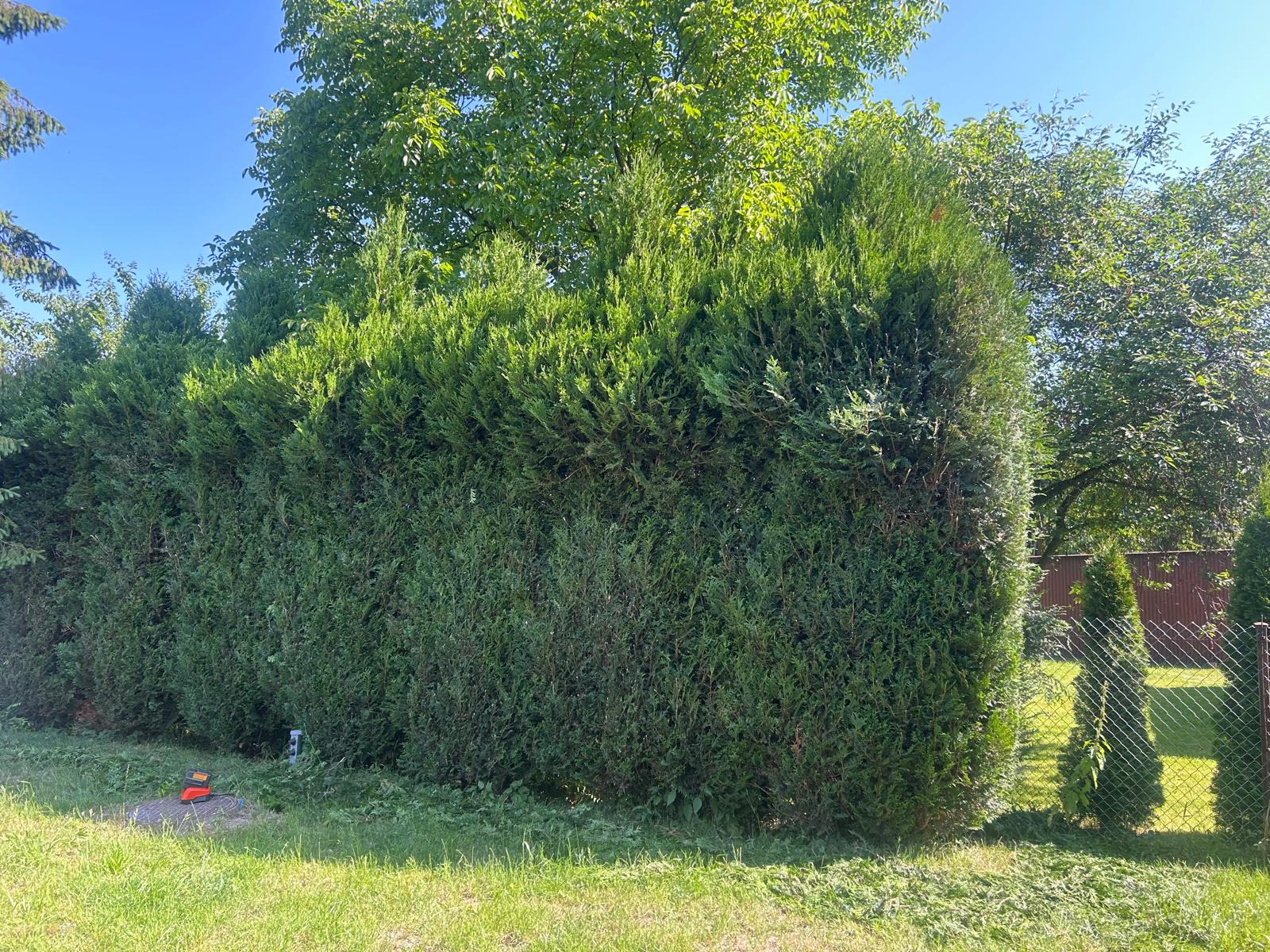 Równa, zielona ściana z tui po formowaniu, z widocznymi śladami cięcia na trawie i narzędziem ogrodniczym u podstawy. W tle drzewa liściaste i fragment ogrodzenia.