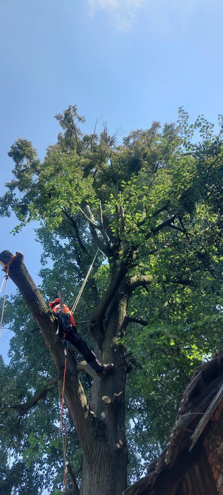 Pracownik w uprzęży, z piłą, na drzewie z częściowo obciętymi gałęziami. Widok z dołu, na tle błękitnego nieba. Bezpieczeństwo i profesjonalizm podczas prac.