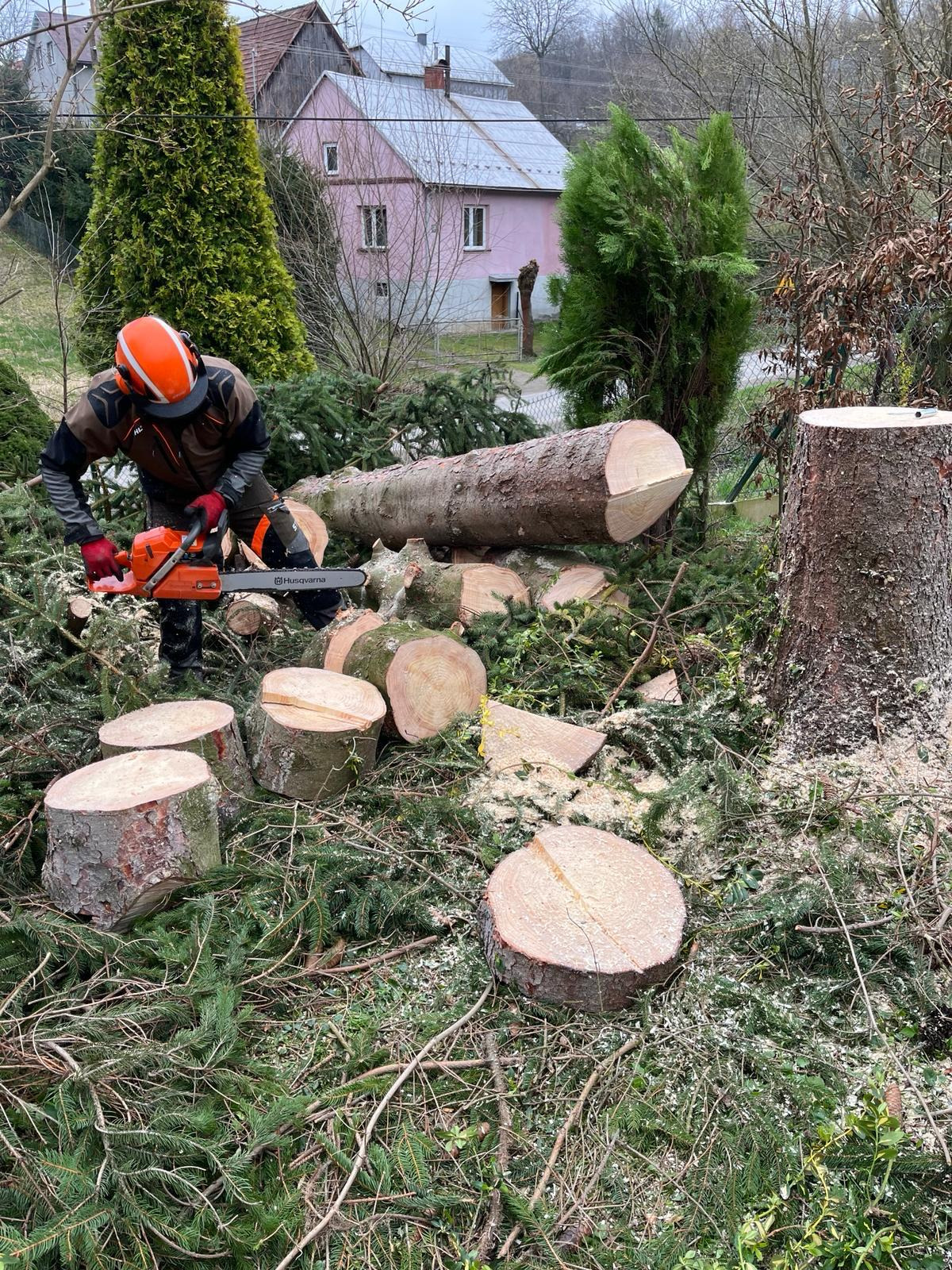 Pracownik w kasku tnie piłą spalinową powalone drzewo na tle różowego domu. Wokół leżą pocięte pnie i gałęzie. Wycinka drzew w ogrodzie.