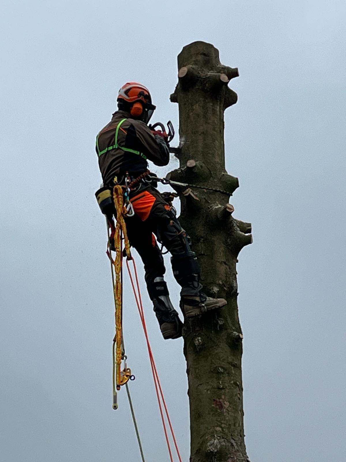 Arborysta w kasku i uprzęży, w trakcie pracy na drzewie, używa piły łańcuchowej. Widoczne liny i zabezpieczenia. Szary dzień.