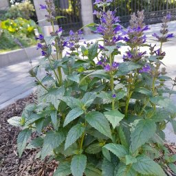 Green Forest Marcin Warchoł - Kępa kwitnącej kocimiętki z fioletowymi kwiatami, rosnąca na rabacie z kory drzewnej, na tle ogrodzenia i chodnika.
