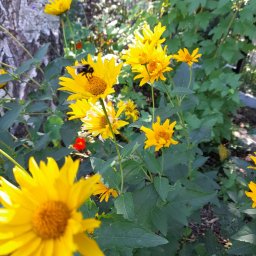 Green Forest Marcin Warchoł - Kwitnące, jaskrawożółte rudbekie z ciemnozielonymi liśćmi w ogrodzie, na jednym z kwiatów siedzi trzmiel.