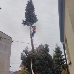 Green Forest Marcin Warchoł - Arborysta w pomarańczowym ubraniu ochronnym, podczas wspinaczki na wysokie drzewo iglaste z użyciem liny i drabiny, w tle zabudowa mieszkalna i pochmurne niebo.