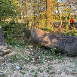Green Forest Marcin Warchoł - Profesjonalne Wycinanie Drzew w Chrzanowie