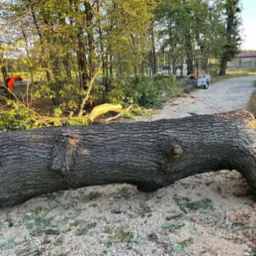 Świeżo ścięty, gruby pień drzewa leżący na ziemi pokrytej trocinami, w tle widoczny pracownik w kombinezonie, przyczepka z drewnem i budynki gospodarcze.