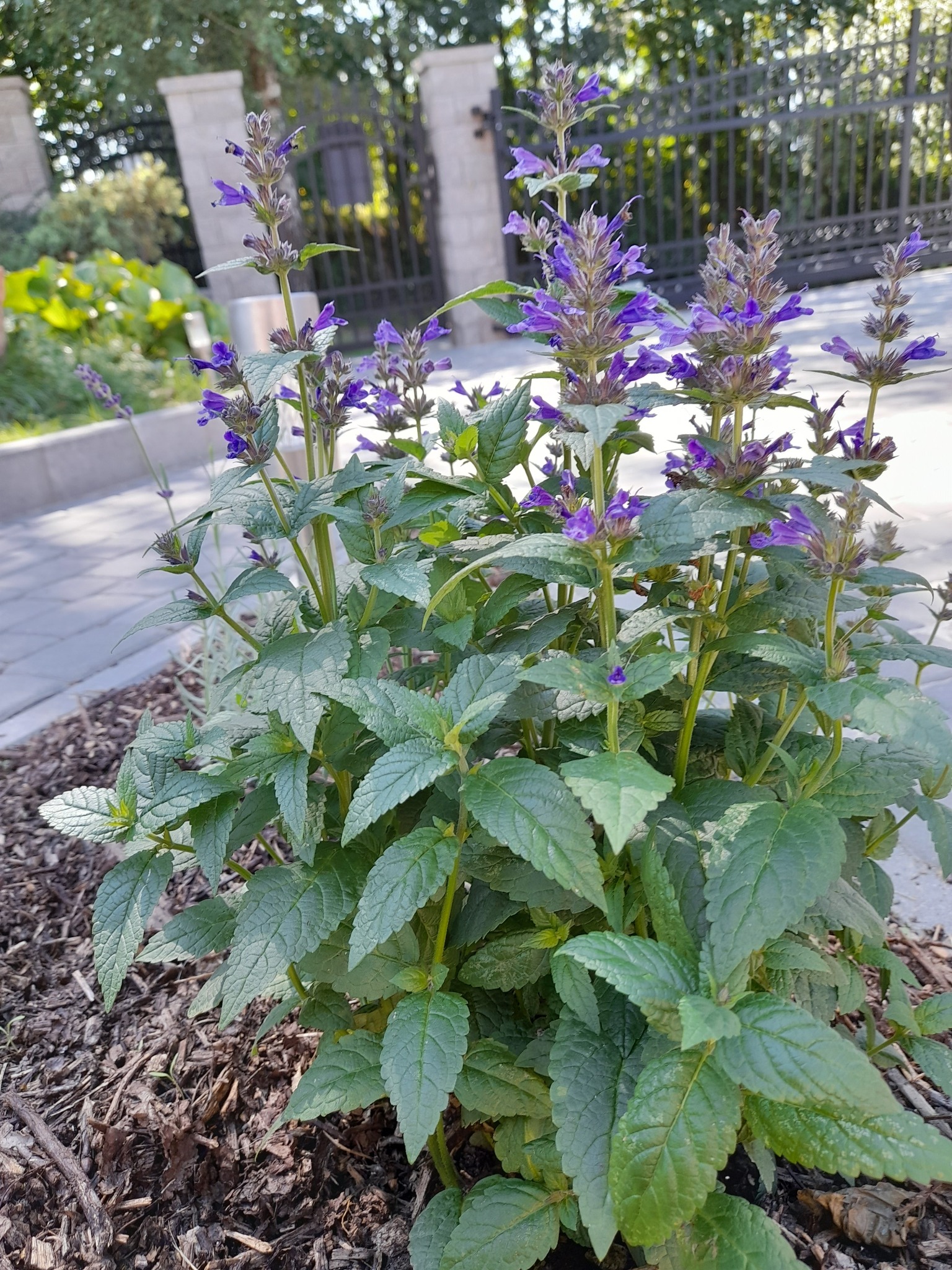 Kępa kwitnącej kocimiętki z fioletowymi kwiatami, rosnąca na rabacie z kory drzewnej, na tle ogrodzenia i chodnika.