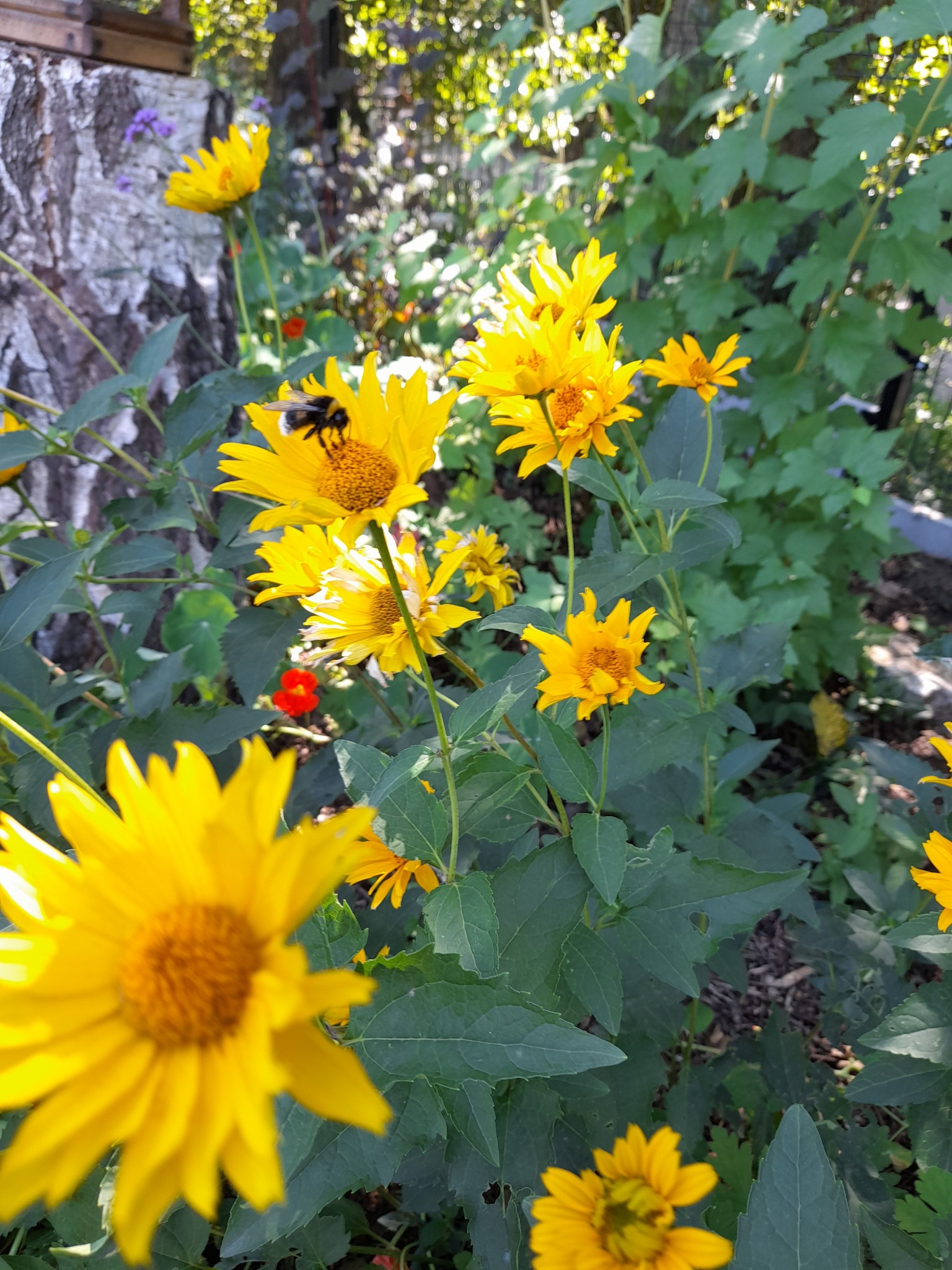 Kwitnące, jaskrawożółte rudbekie z ciemnozielonymi liśćmi w ogrodzie, na jednym z kwiatów siedzi trzmiel.