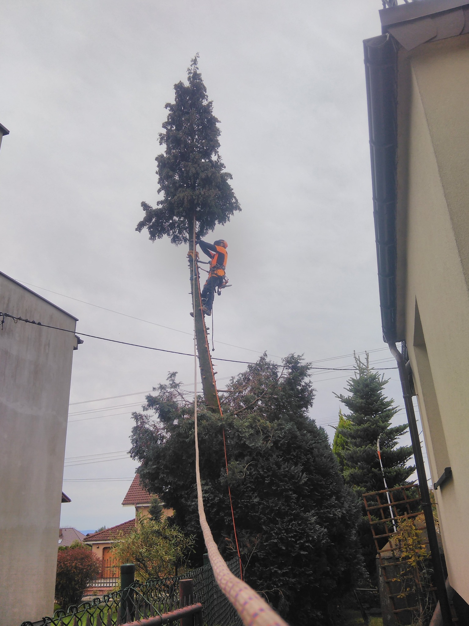 Arborysta w pomarańczowym ubraniu ochronnym, podczas wspinaczki na wysokie drzewo iglaste z użyciem liny i drabiny, w tle zabudowa mieszkalna i pochmurne niebo.