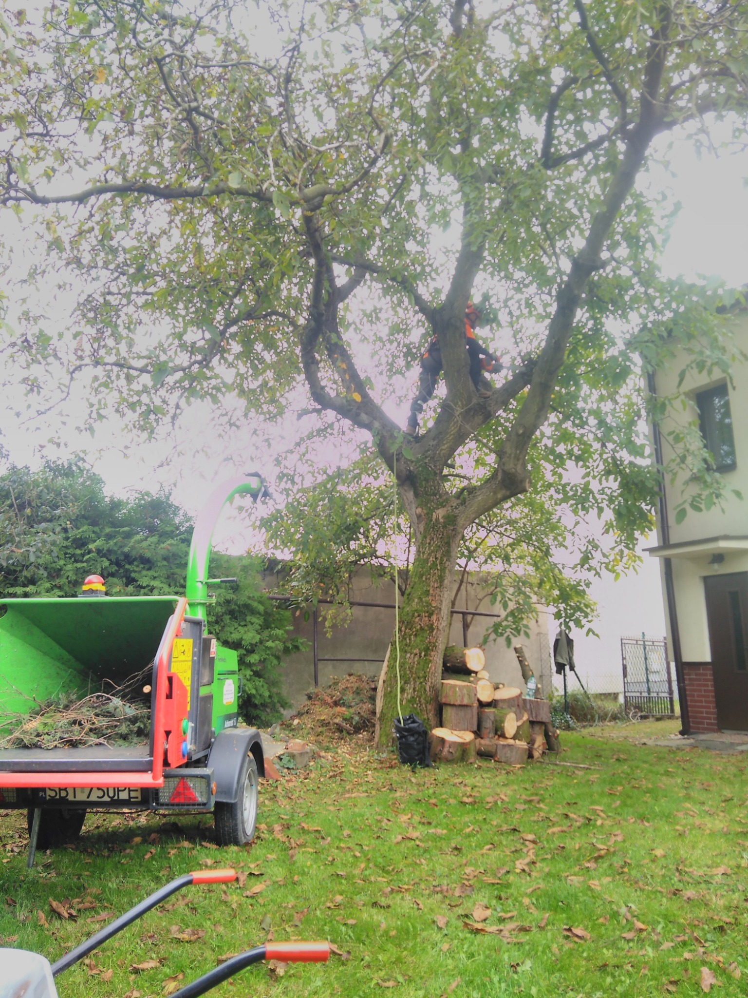 Pracownik w pomarańczowym ubraniu na drzewie podczas cięcia gałęzi, obok zielony rębak do gałęzi, pocięte pnie drzew i dom w tle.