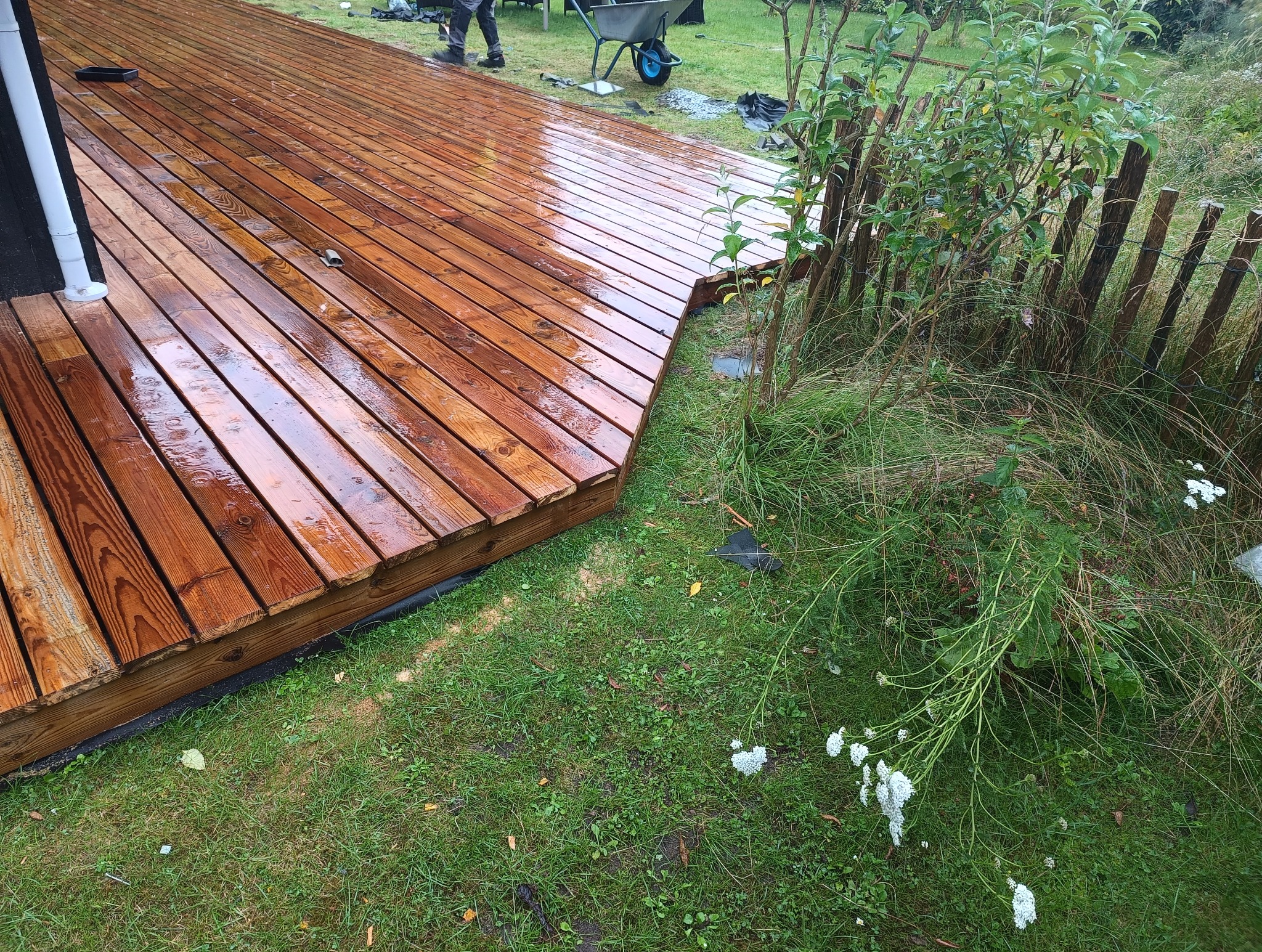 Świeżo zaimpregnowany drewniany taras z widoczną strukturą drewna, graniczący z trawnikiem i ozdobnym płotkiem z gałęzi, z pracownikiem i taczką w tle.