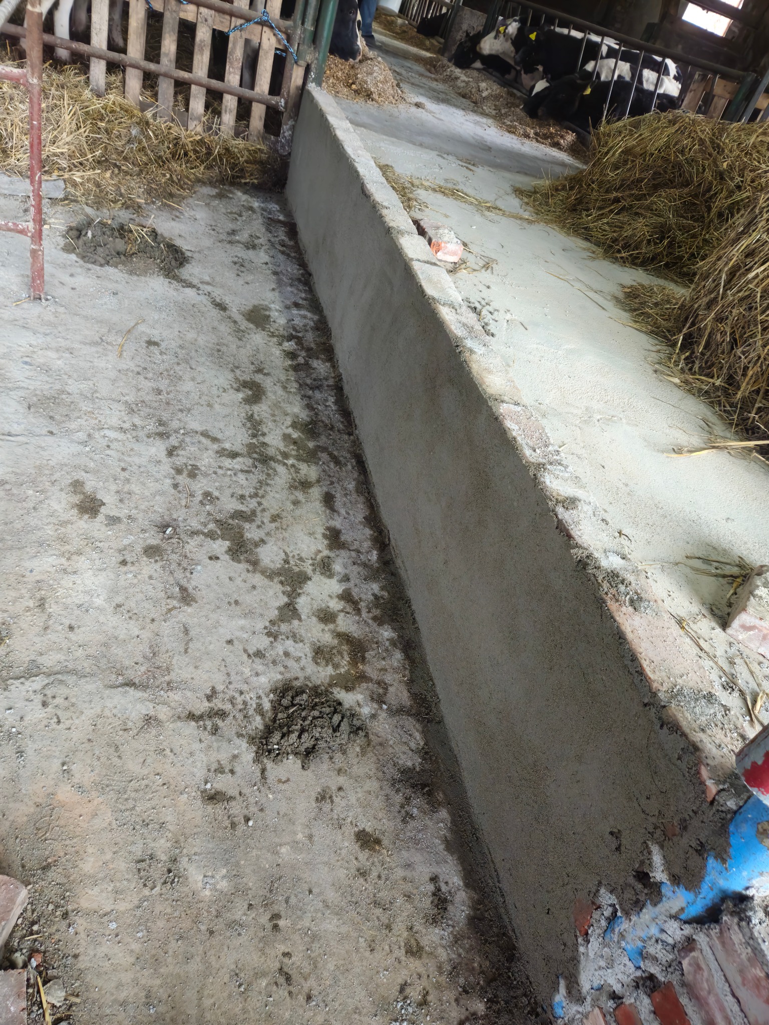 Świeżo wylana betonowa ściana w oborze, oddzielająca przestrzeń dla zwierząt od koryta z sianem, widoczne ślady wilgoci na podłodze i fragmenty cegieł w tle.