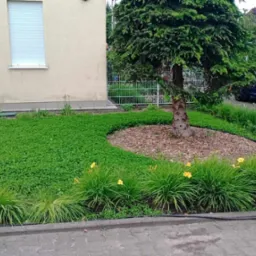 Starannie zaprojektowany ogród z roślinami okrywowymi, ozdobnymi trawami i kwitnącymi liliowcami otaczającymi drzewo iglaste, na tle domu i zaparkowanego niebieskiego SUV-a.