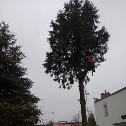 Zieliński Mateusz - Projektowanie Trawnik&oacute;w Poznań