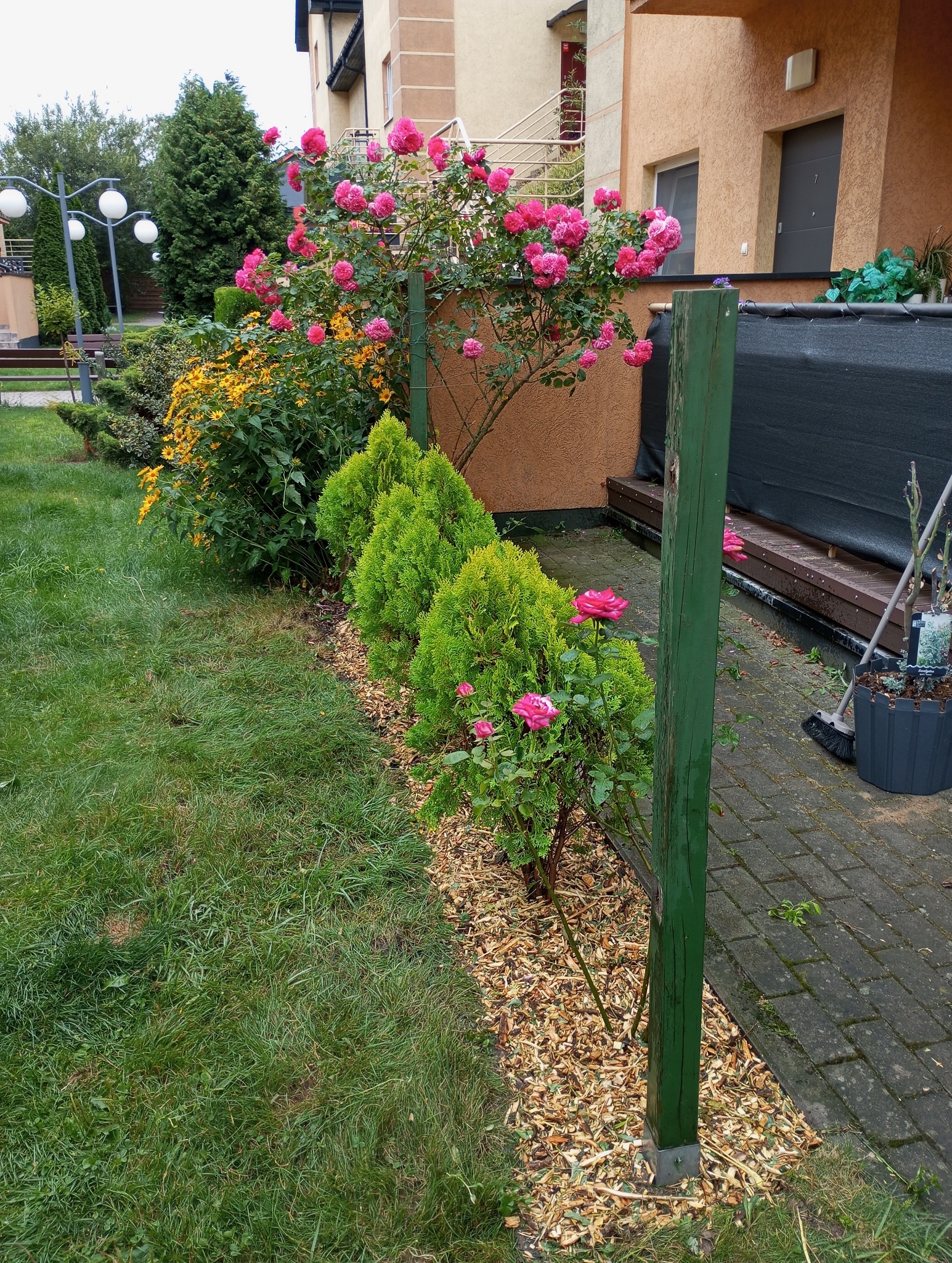 Ogród przydomowy z rabatą róż, tujami i korą, widok z perspektywy trawnika w kierunku budynku.