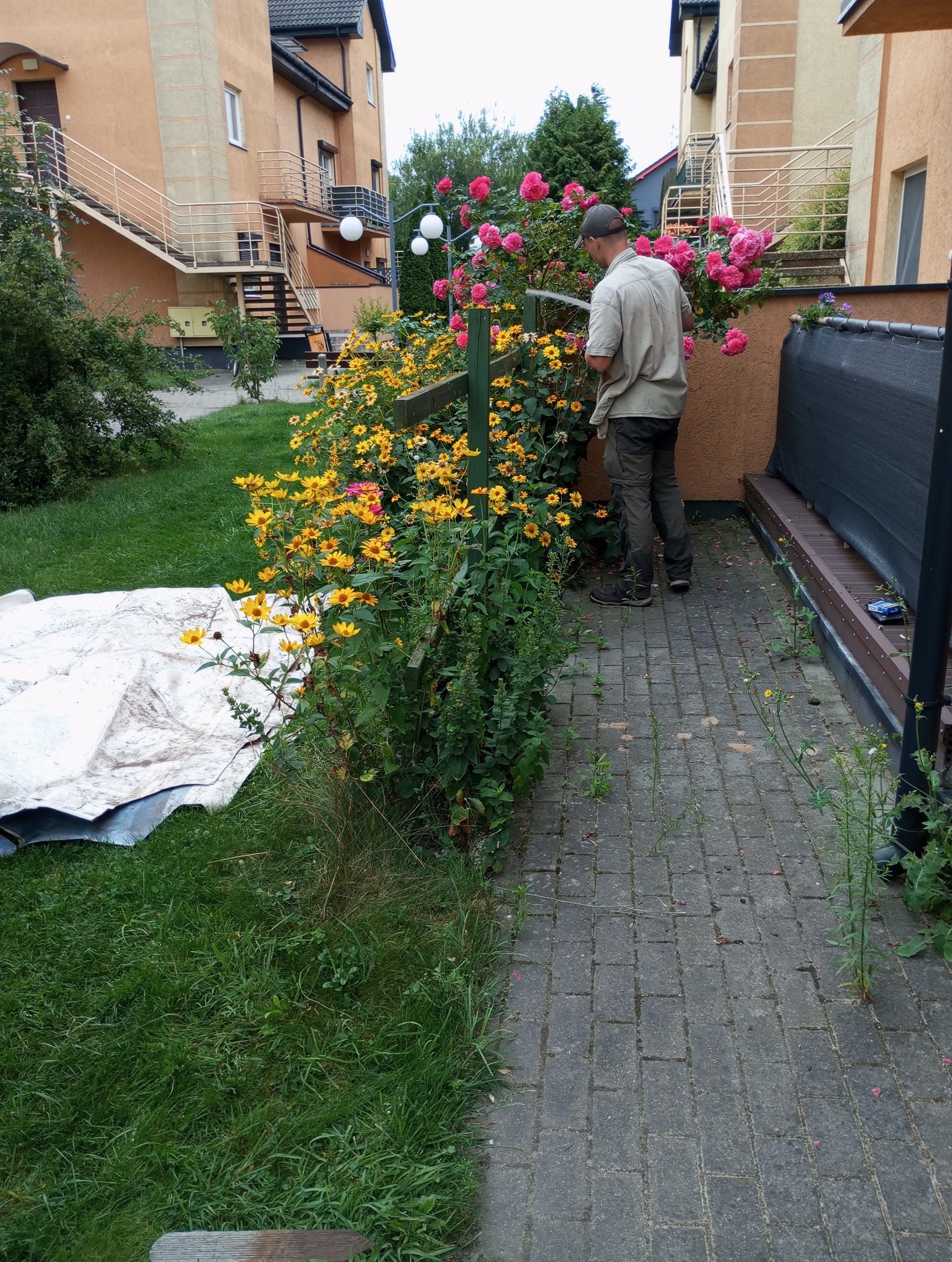 Mężczyzna w ogrodzie przycina krzew róż nożycami ogrodowymi, obok rosną żółte kwiaty, na trawie leży biała plandeka.