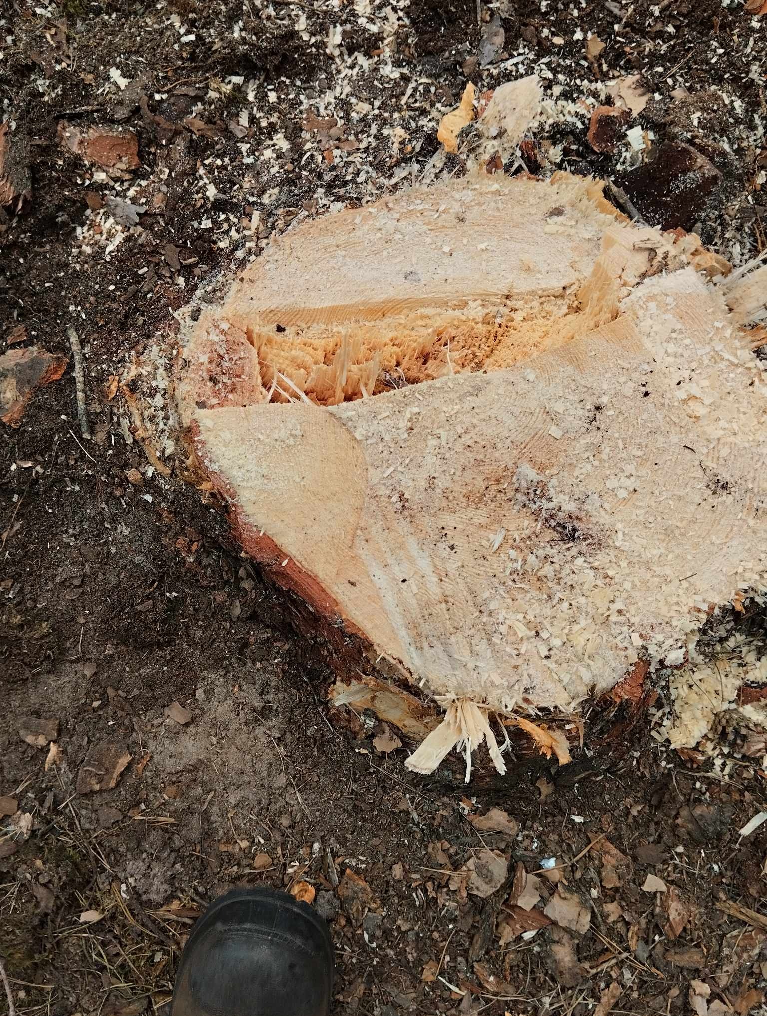 Świeżo ścięty pień drzewa pokryty wiórami, widoczny fragment czarnego buta roboczego w lewym dolnym rogu, ziemia z resztkami kory i liści.