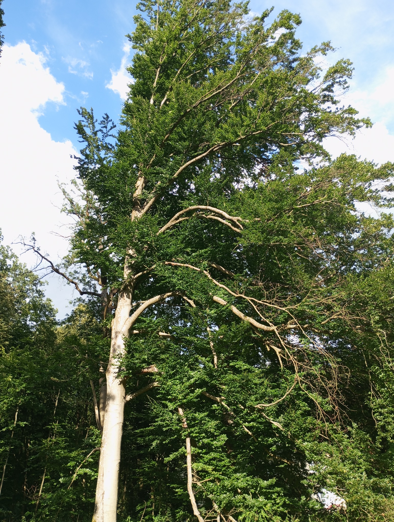 Wysokie drzewo liściaste z gęstą koroną, widoczne na tle błękitnego nieba z chmurami, z kilkoma zakrzywionymi gałęziami w środkowej części korony.