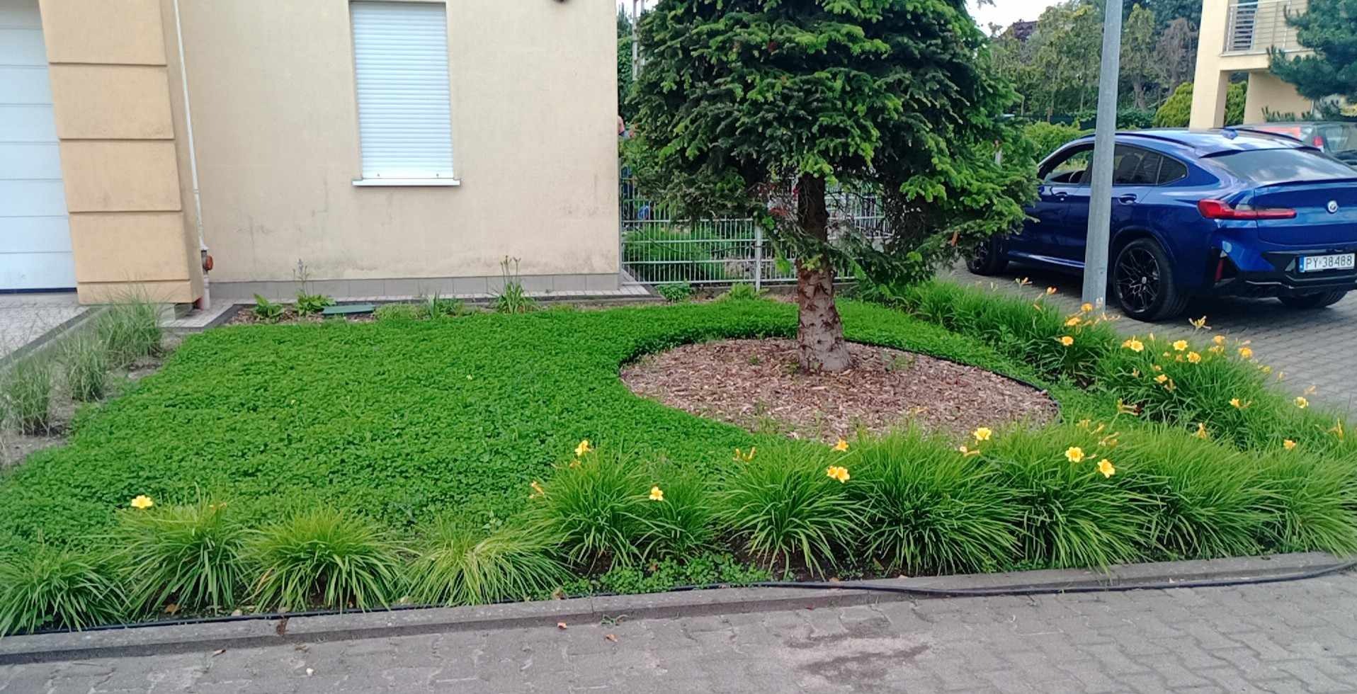 Starannie zaprojektowany ogród z roślinami okrywowymi, ozdobnymi trawami i kwitnącymi liliowcami otaczającymi drzewo iglaste, na tle domu i zaparkowanego niebieskiego SUV-a.