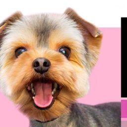 Grafik komputerowy Kielanówka 4