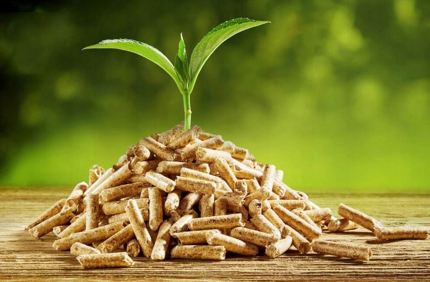 Jasne pellety ułożone w kopiec na drewnianym blacie, z młodą zieloną rośliną wyrastającą z wierzchołka, na rozmytym zielonym tle.
