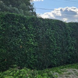 M&K Interiors - Długi, równo przycięty żywopłot z tui szmaragdowej, z widocznymi obciętymi gałęziami u podstawy i błękitnym niebem z chmurami w tle.