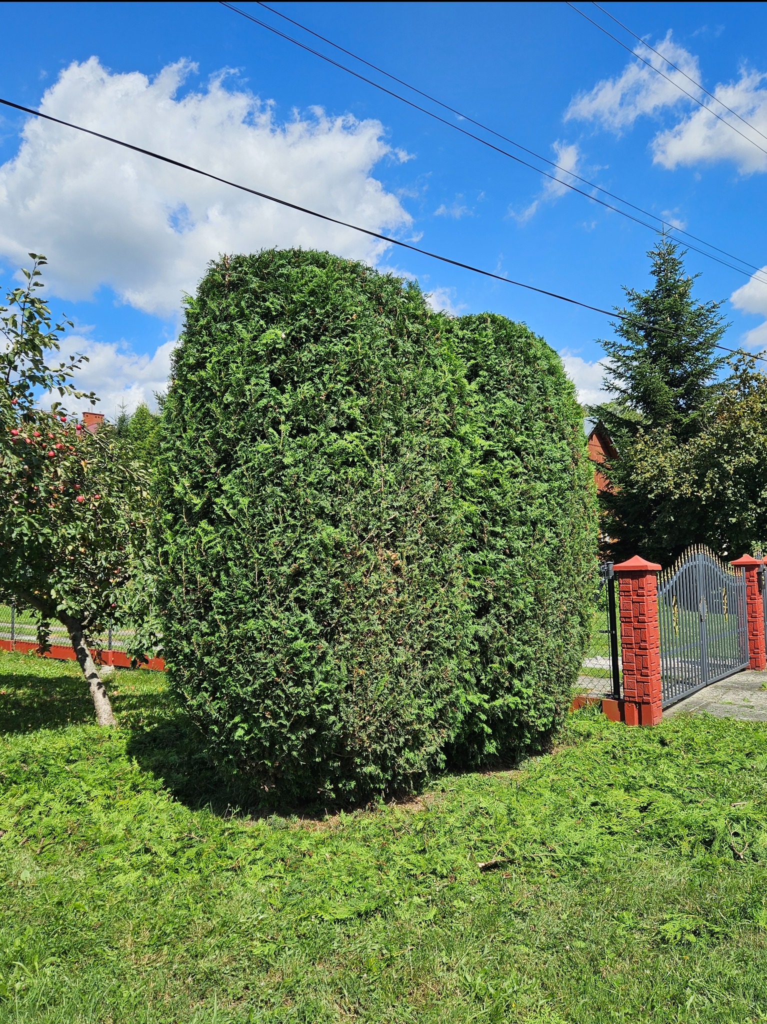 Duży, równo przycięty żywopłot z tui w kształcie zaokrąglonego prostopadłościanu, na tle zielonego trawnika, błękitnego nieba z chmurami i ogrodzenia z czerwonej cegły.