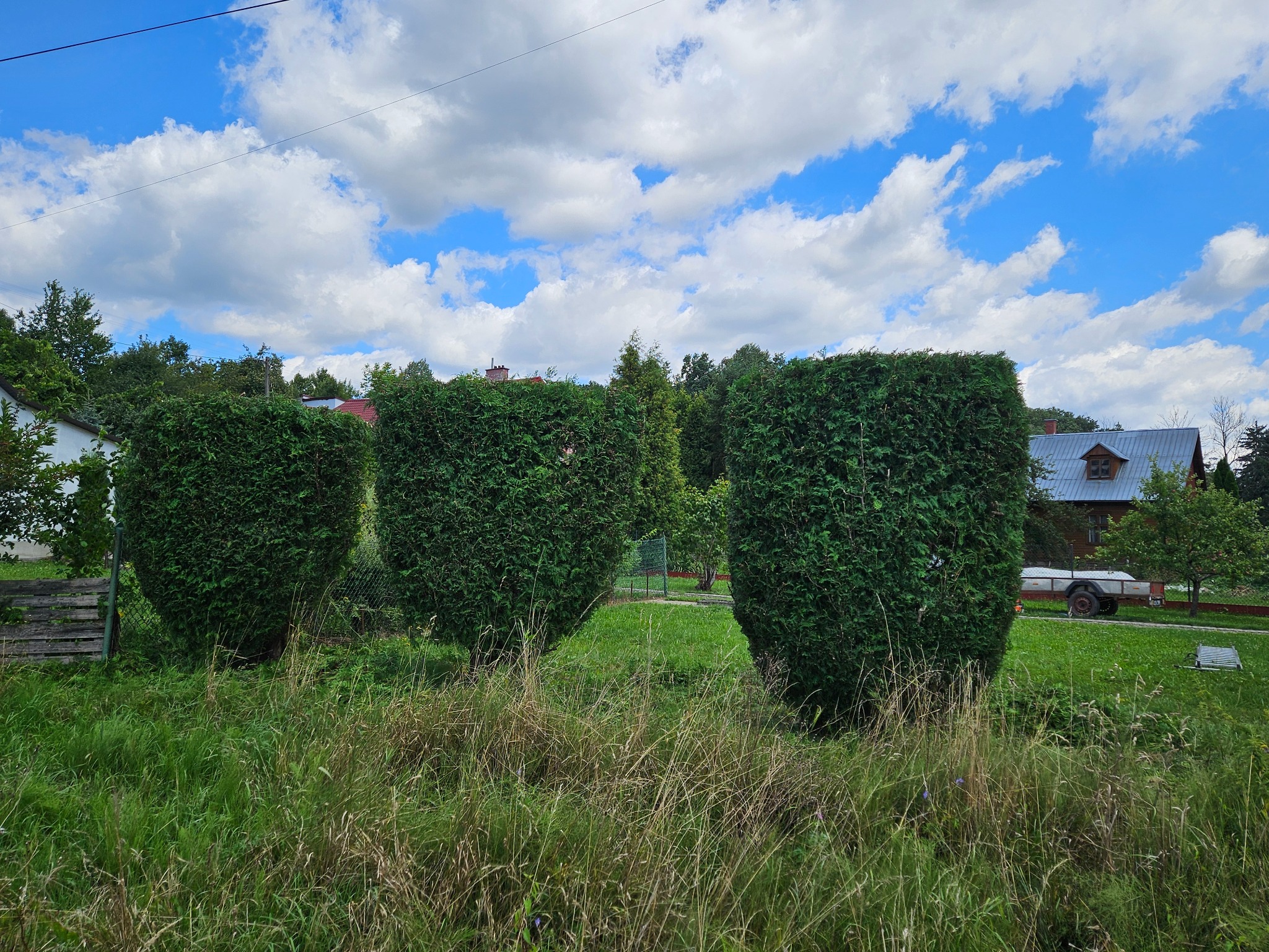Trzy przystrzyżone tuje w kształcie walca na tle nieba z chmurami i zabudowań gospodarczych.