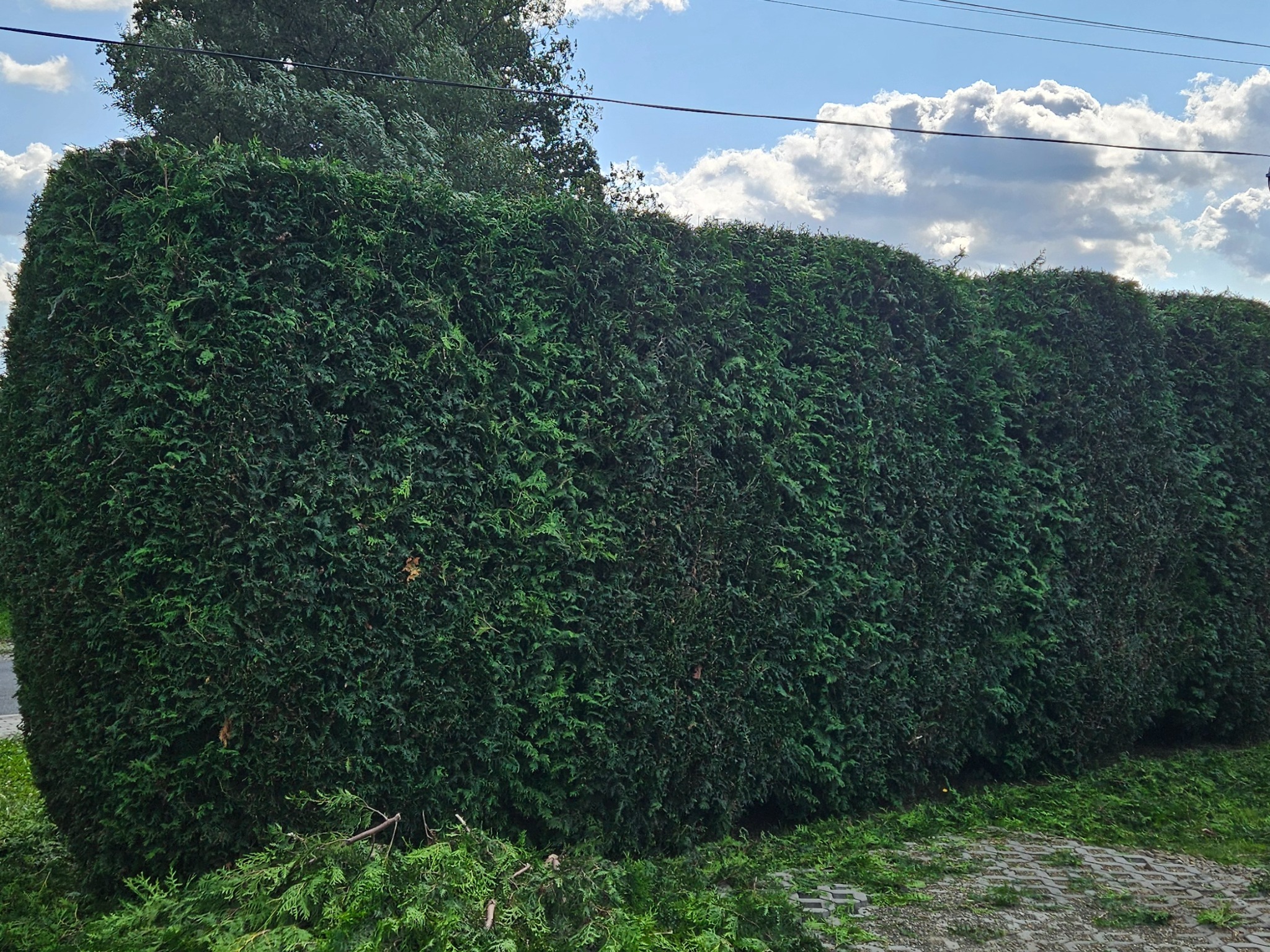 Długi, równo przycięty żywopłot z tui szmaragdowej, z widocznymi obciętymi gałęziami u podstawy i błękitnym niebem z chmurami w tle.