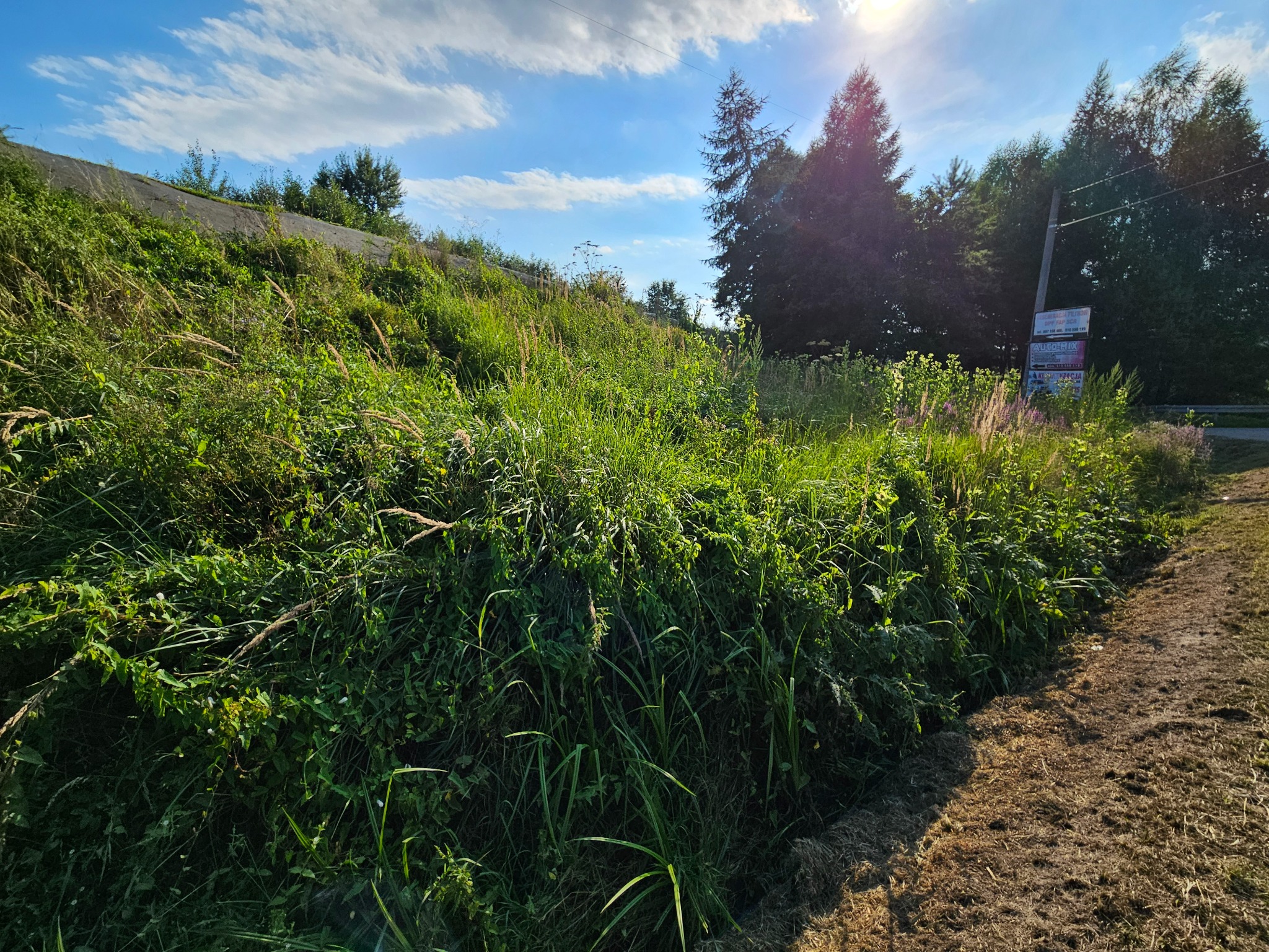 Zarośnięty teren z wysoką trawą i chwastami, widoczne drzewa i reklama w tle, jasne niebo z promieniami słońca.