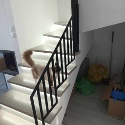Stal Zachodniopomorskie - Kot rasy Ragdoll schodzi po schodach z podświetlanymi stopniami i czarną, metalową balustradą w nowoczesnym wnętrzu.