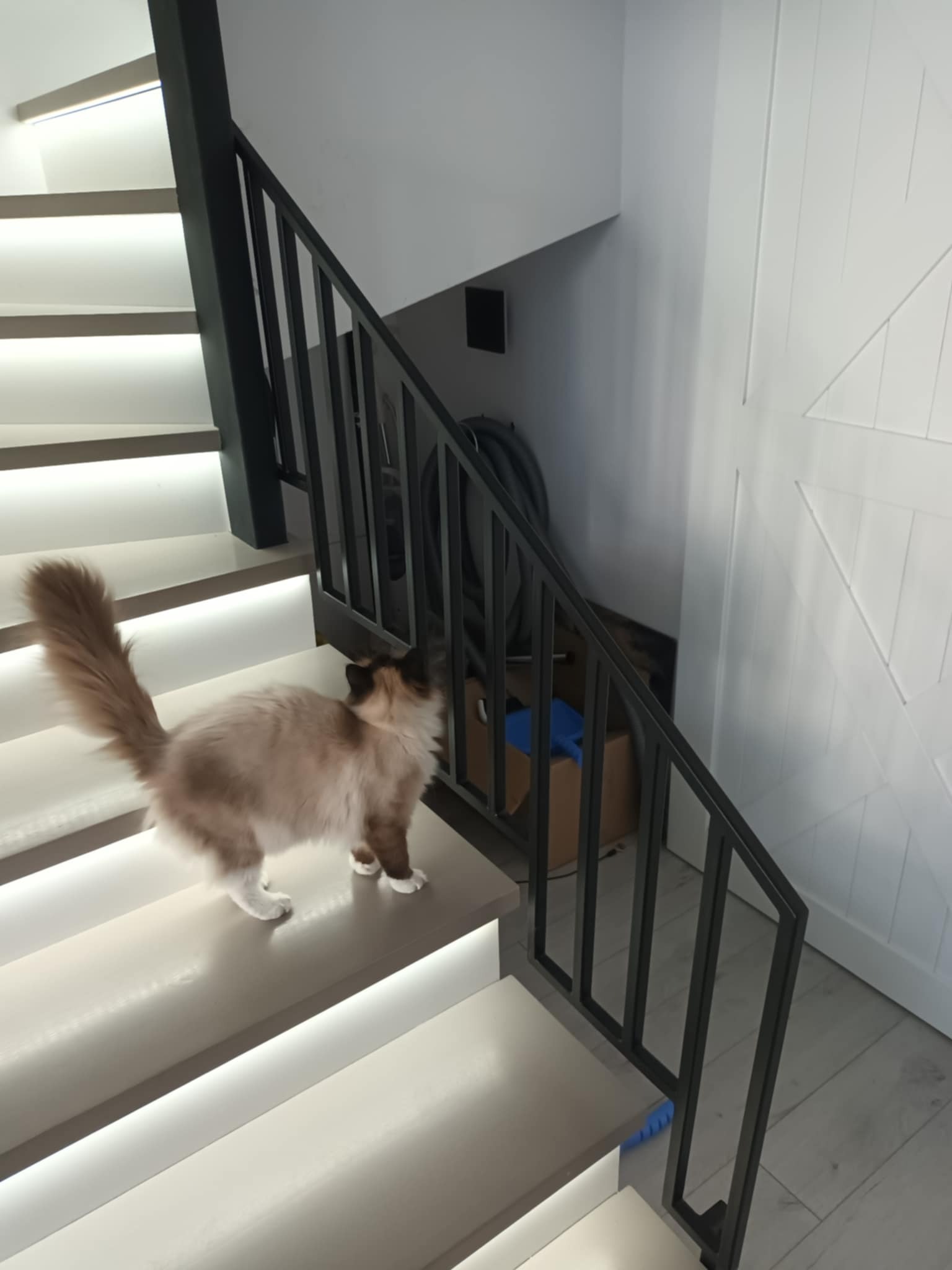 Kot rasy Ragdoll wchodzi po schodach z podświetlanymi stopniami i czarną, metalową balustradą.