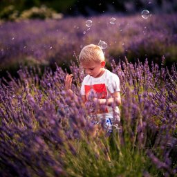 Miroslaw Kocurek Photography - Chłopiec w białej koszulce bawi się bańkami mydlanymi na polu lawendy, delikatne światło tworzy magiczną atmosferę.