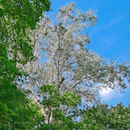 Kamil Szpera - Trawa Rolowana Poznań