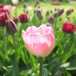 ARTIS DARIUSZ WRÓBLEWSKI - Wiosna to najlepszy czas na zakładanie ogrodów, ale rośliny cebulowe sadzimy jesienią aby pięknie zakwitły wiosną